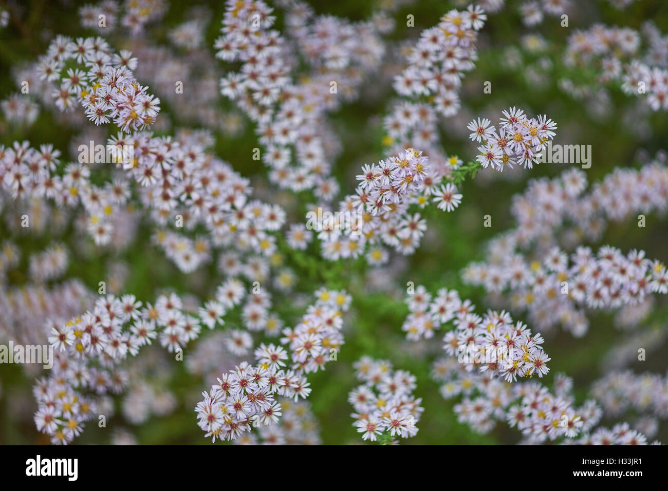 Aster Vimineus Lovely Blumen hautnah. Stockfoto