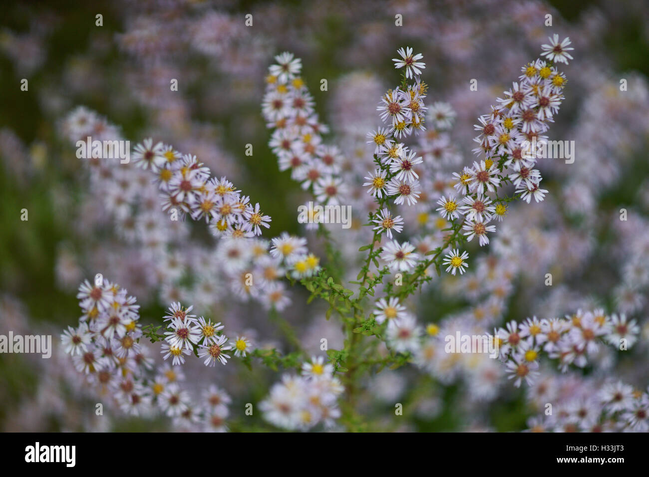 Aster Vimineus Lovely Blumen hautnah. Stockfoto