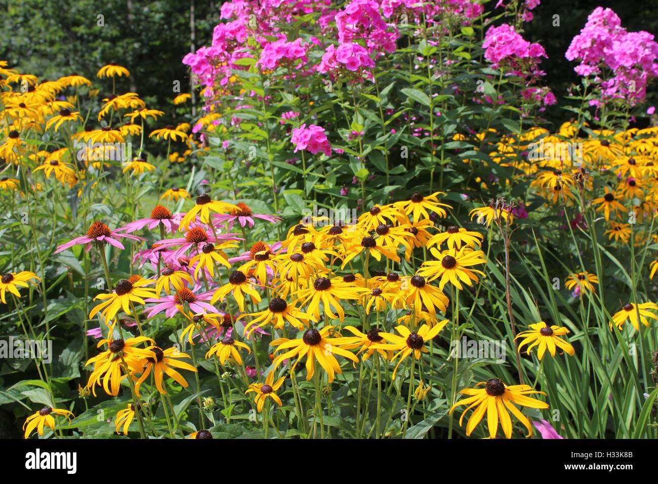 Sommer Blume Garten von Sweet Williams und Black Eyed Susans Stockfoto