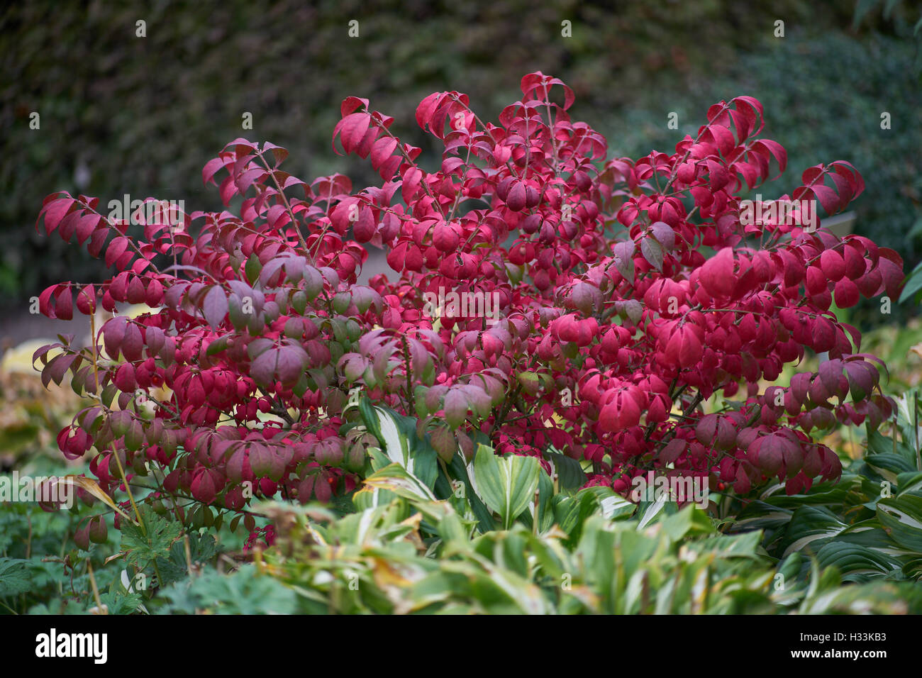 Euonymus Alatus geflügelt Spindel Euonymus brennenden Dornbusch im Herbst Stockfoto