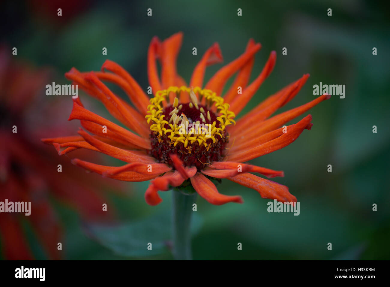 Zinnie Orange Blume Nahaufnahme Stockfoto