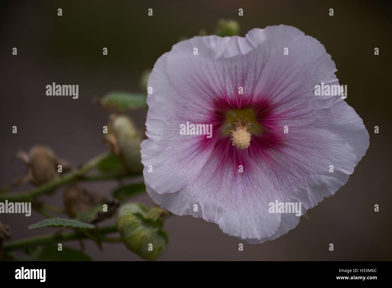 Gemeinsame Stockrose rosa Blume Nahaufnahme Alcea rosea Stockfoto