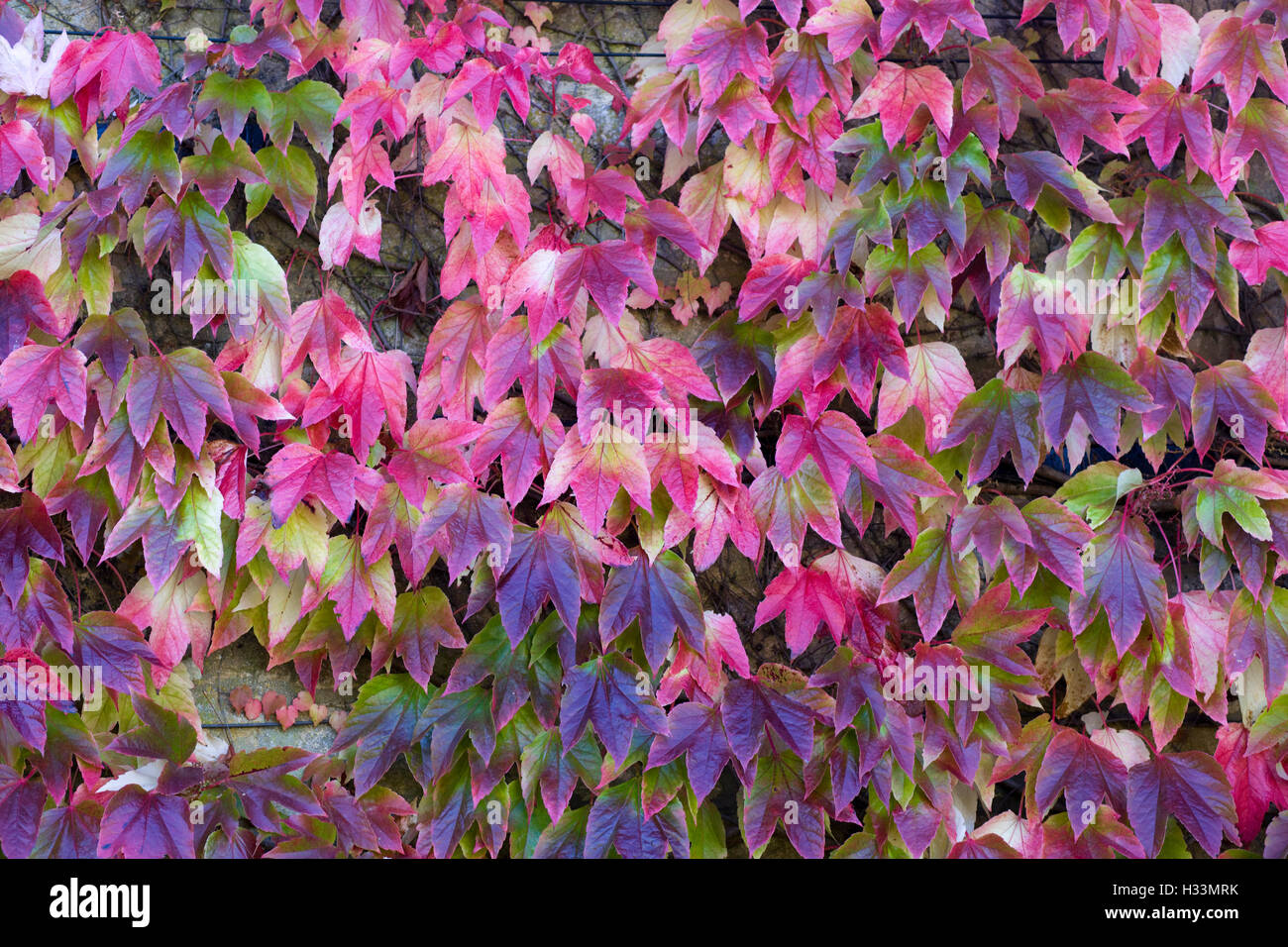 Parthenocissus Tricuspidata, Boston-Efeu Autumn Leaves Farbe drehen  Stockfotografie - Alamy