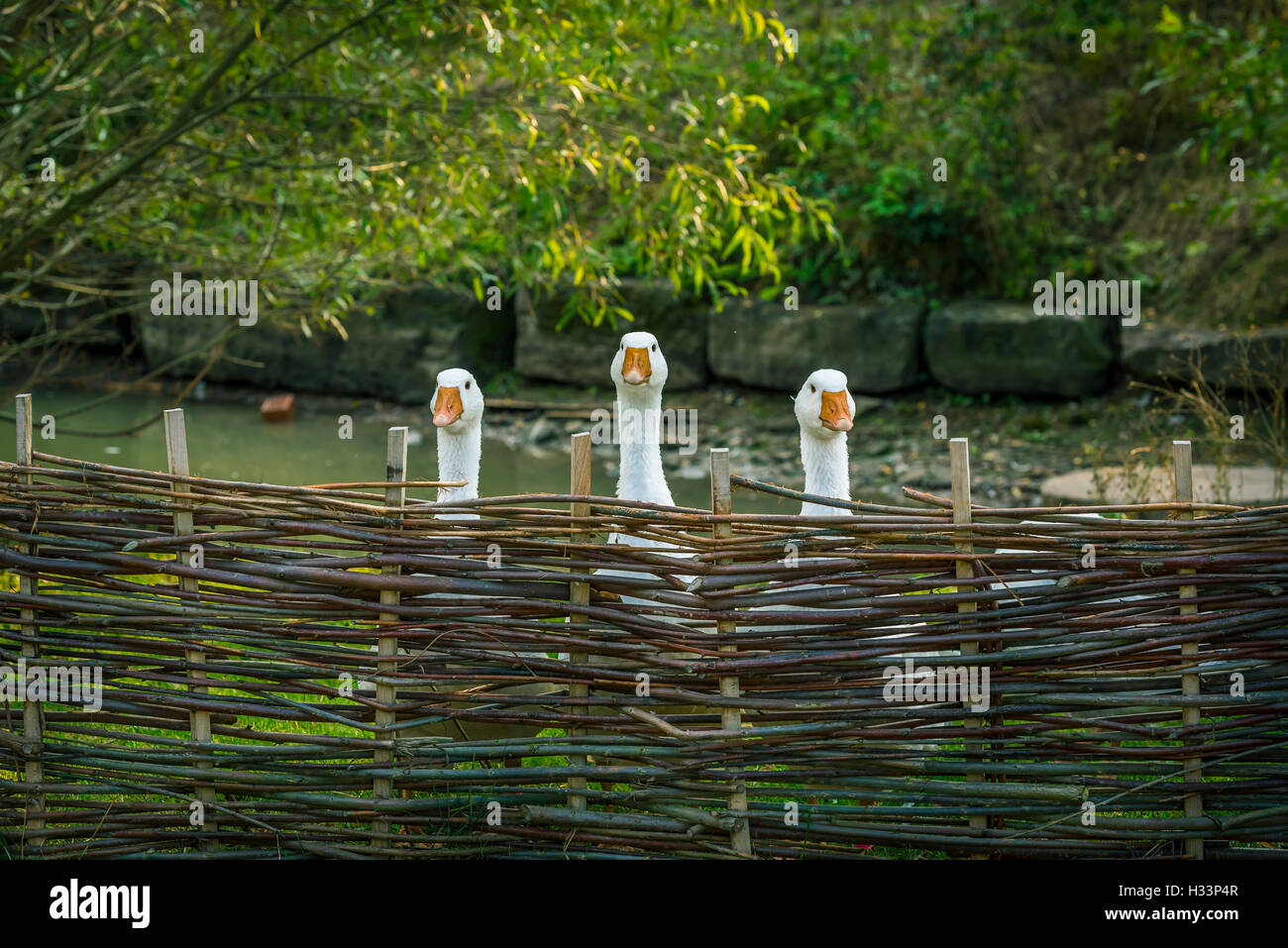 Gänse hinter wattled Zaun Stockfoto