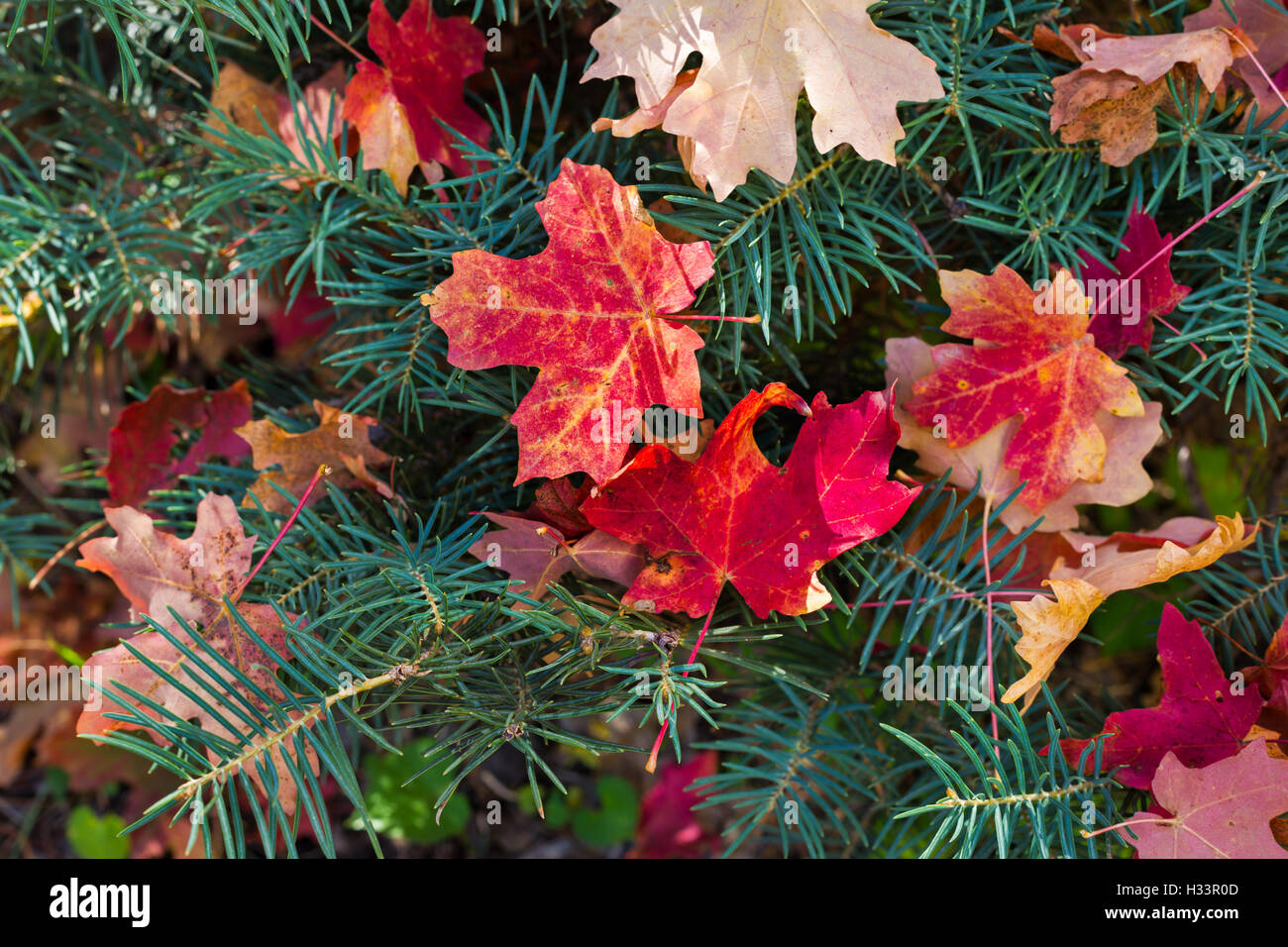 Bunte rote Herbstahornblätter auf einem Kiefernzweig Stockfoto