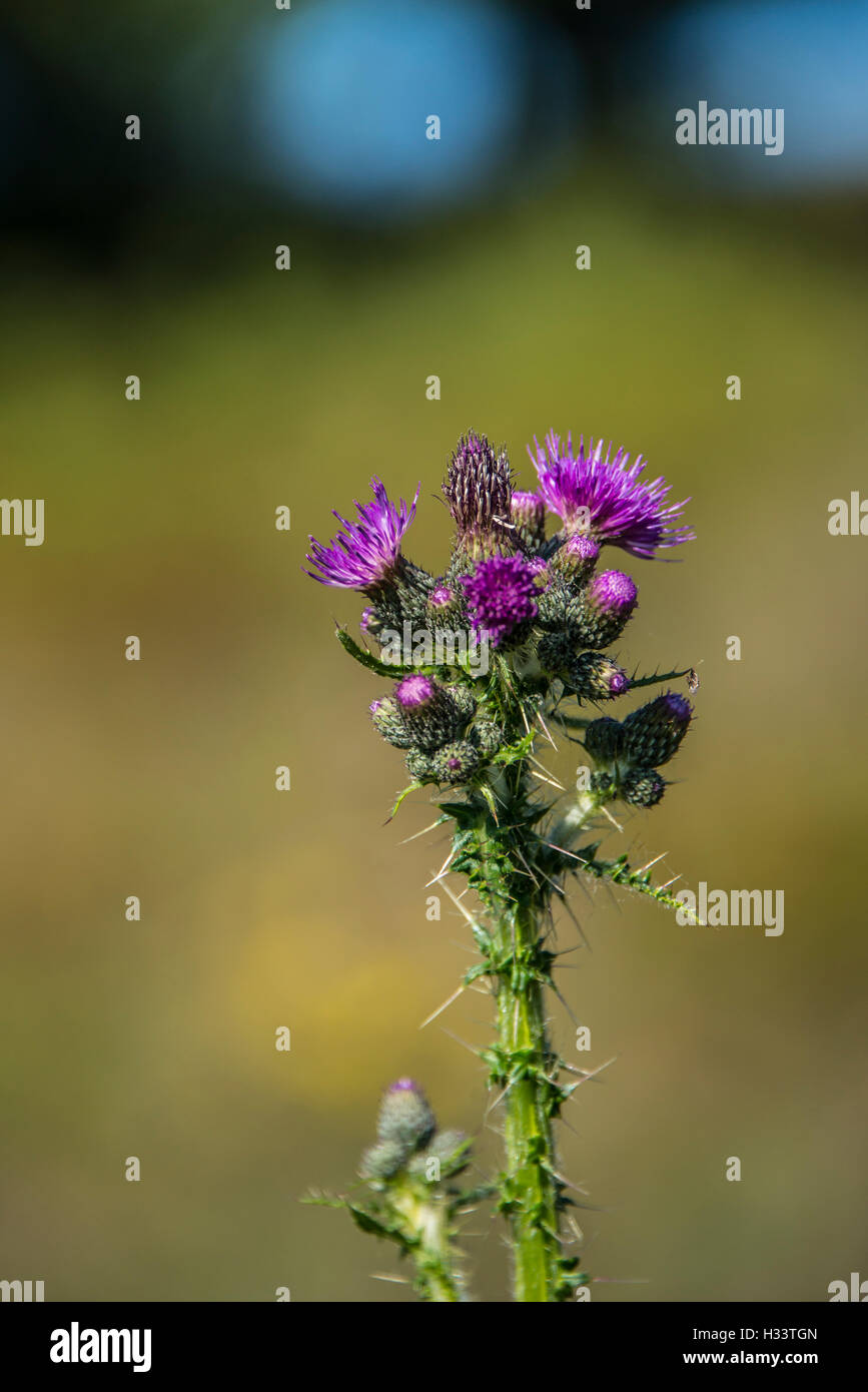Eine Distel Stockfoto