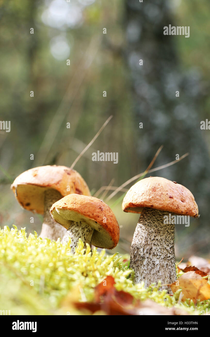 Die drei Orange-Cap Pilze wachsen in grünem Moos Birkenholz, Leccinum wächst in den Sonnenstrahlen, close-up vertikalen Foto Stockfoto