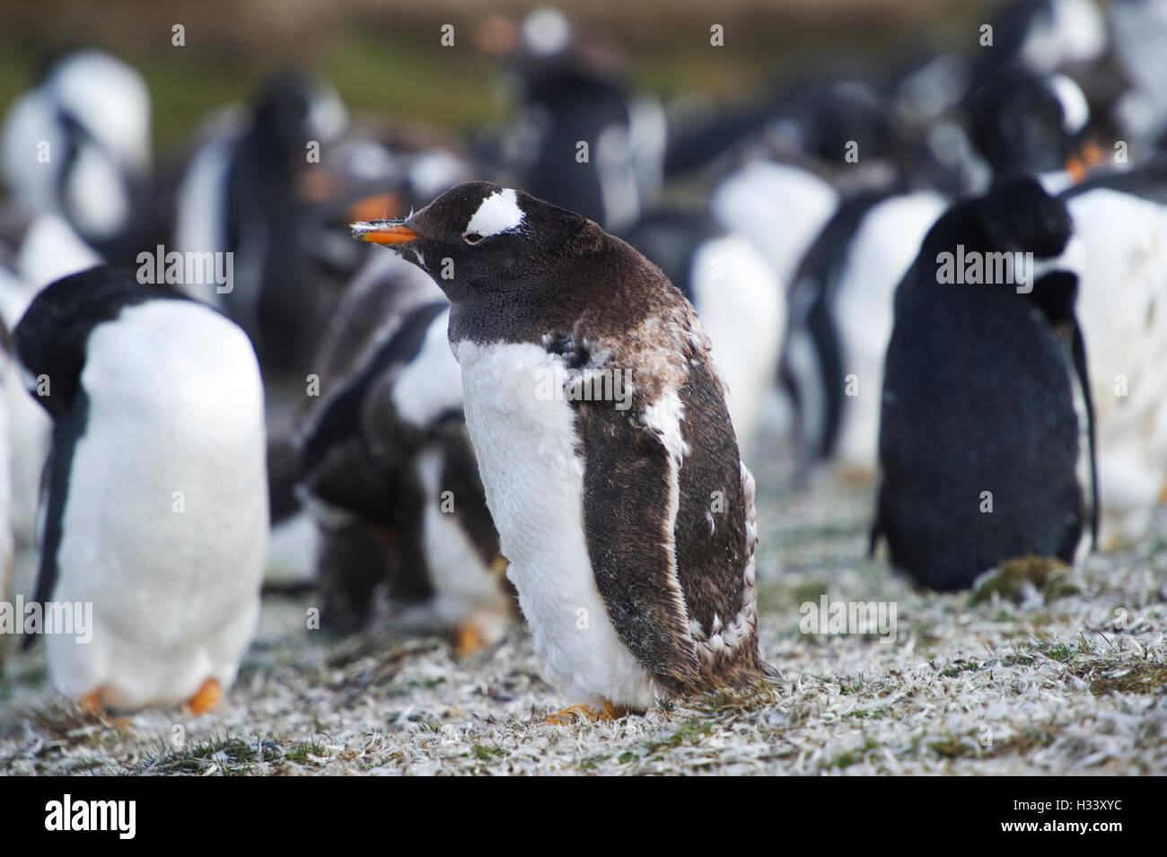 . Stanley, Falkland Islands.Pic zeigt Gentoo Penguins und ihr Neugeborenes im Volunteer Point Stockfoto