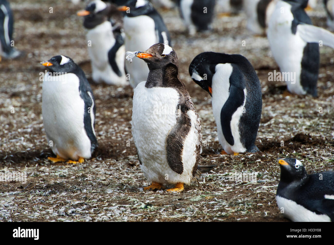 . Stanley, Falkland Islands.Pic zeigt Gentoo Penguins und ihr Neugeborenes im Volunteer Point Stockfoto
