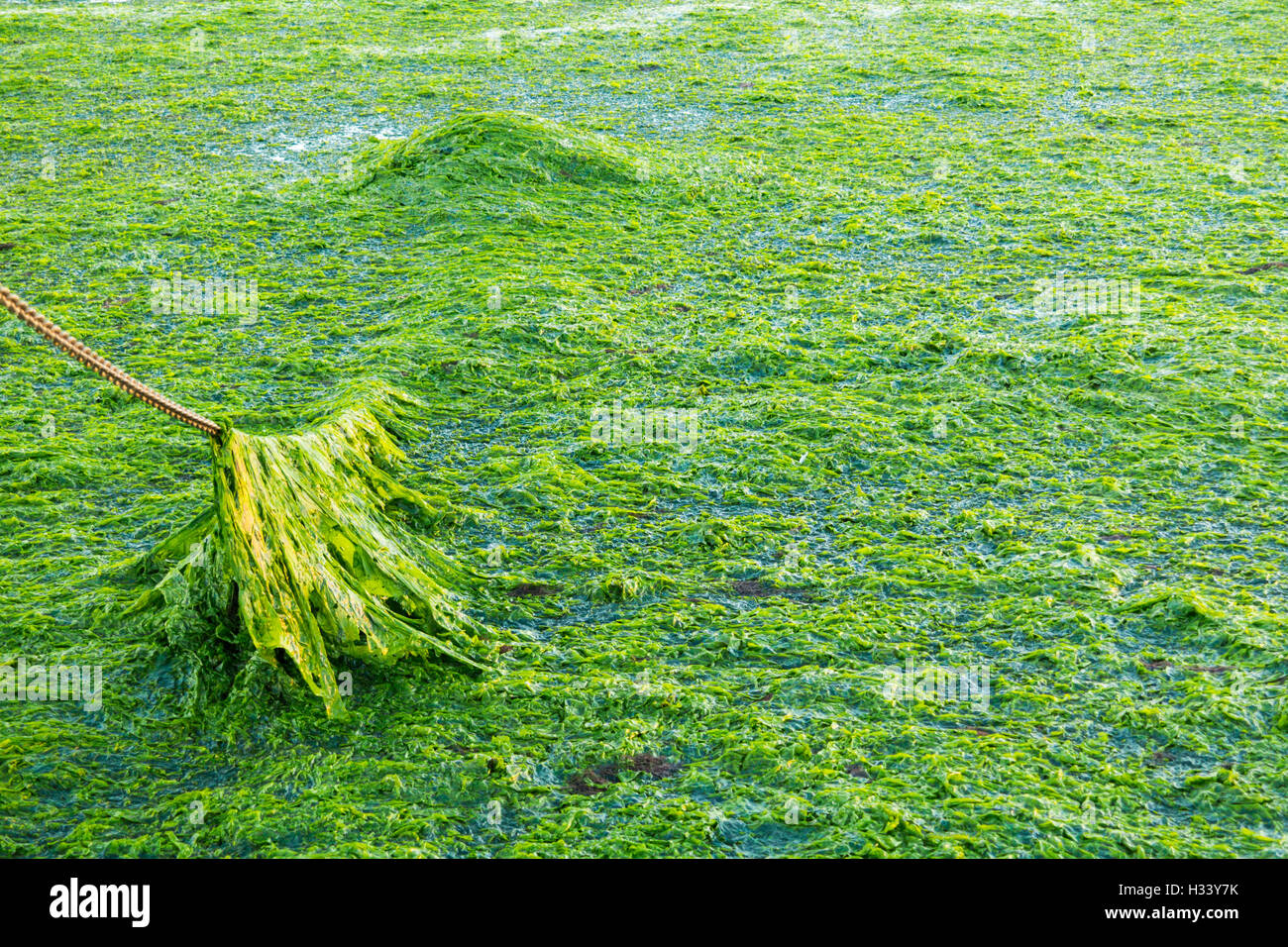 Anker-Kette bedeckt mit Meeressalat auf Salzwasser Wattenmeer bei Ebbe Wattenmeer, Niederlande Stockfoto