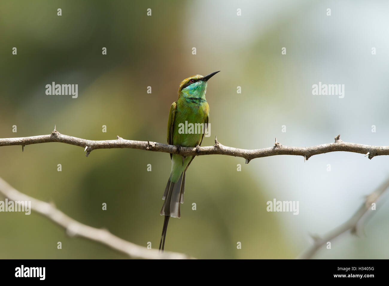 Eine grüne Bienenfresser, thront auf einem Ast Stockfoto