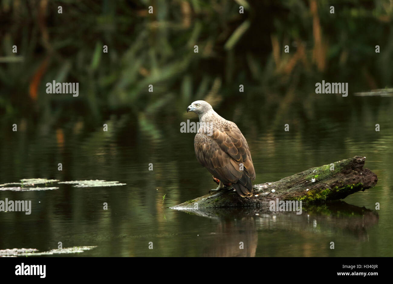 Die geringeren Fischadler (Ichthyophaga Humilis) mit Fisch in einem grünen See-Wasser-Hintergrund Stockfoto
