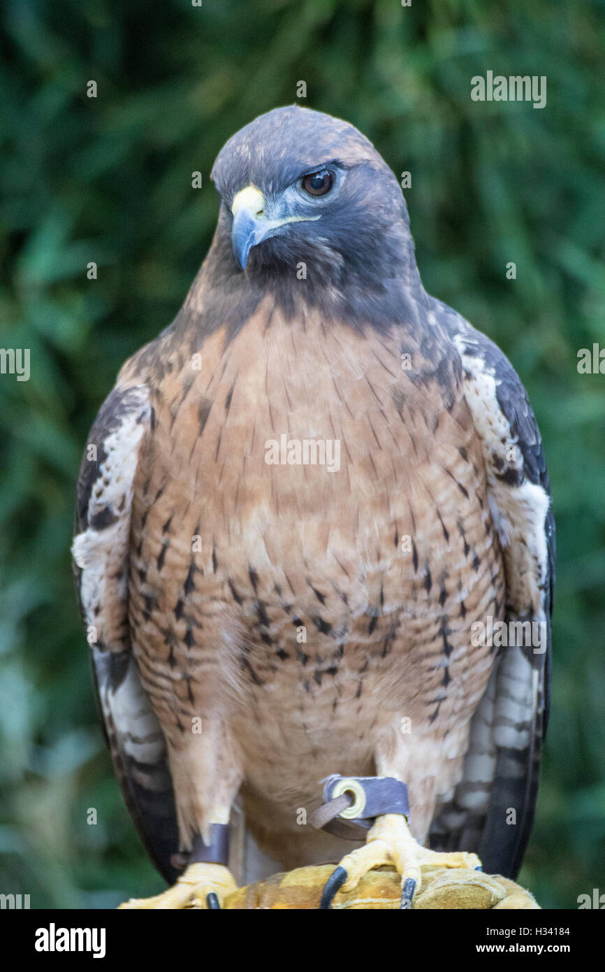 Red Tail Hawk sitzen und schaut sich um. Stockfoto