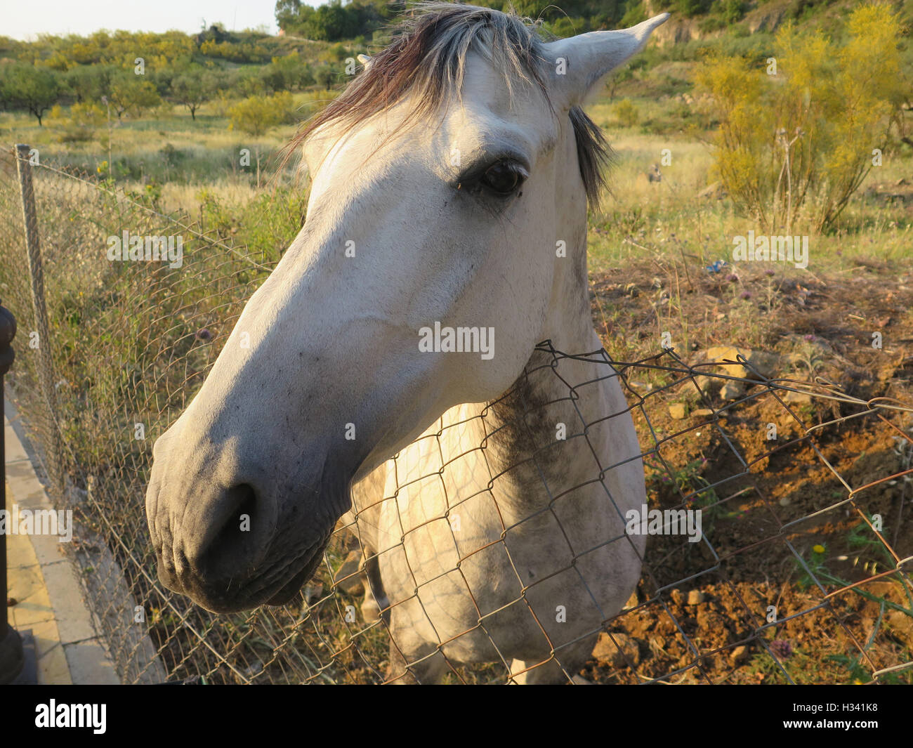 Graues Pferd im Feld beobachten das rege Treiben in Alora Landschaft Andalusiens Stockfoto