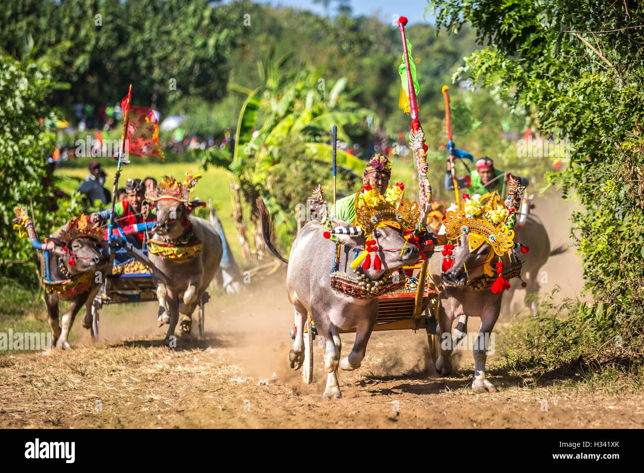 BALI, Indonesien - 11.September: Traditionelle Büffel Rennen bekannt als Makepung in Negara, Bali, Indonesien statt; 11. September 2016. Stockfoto