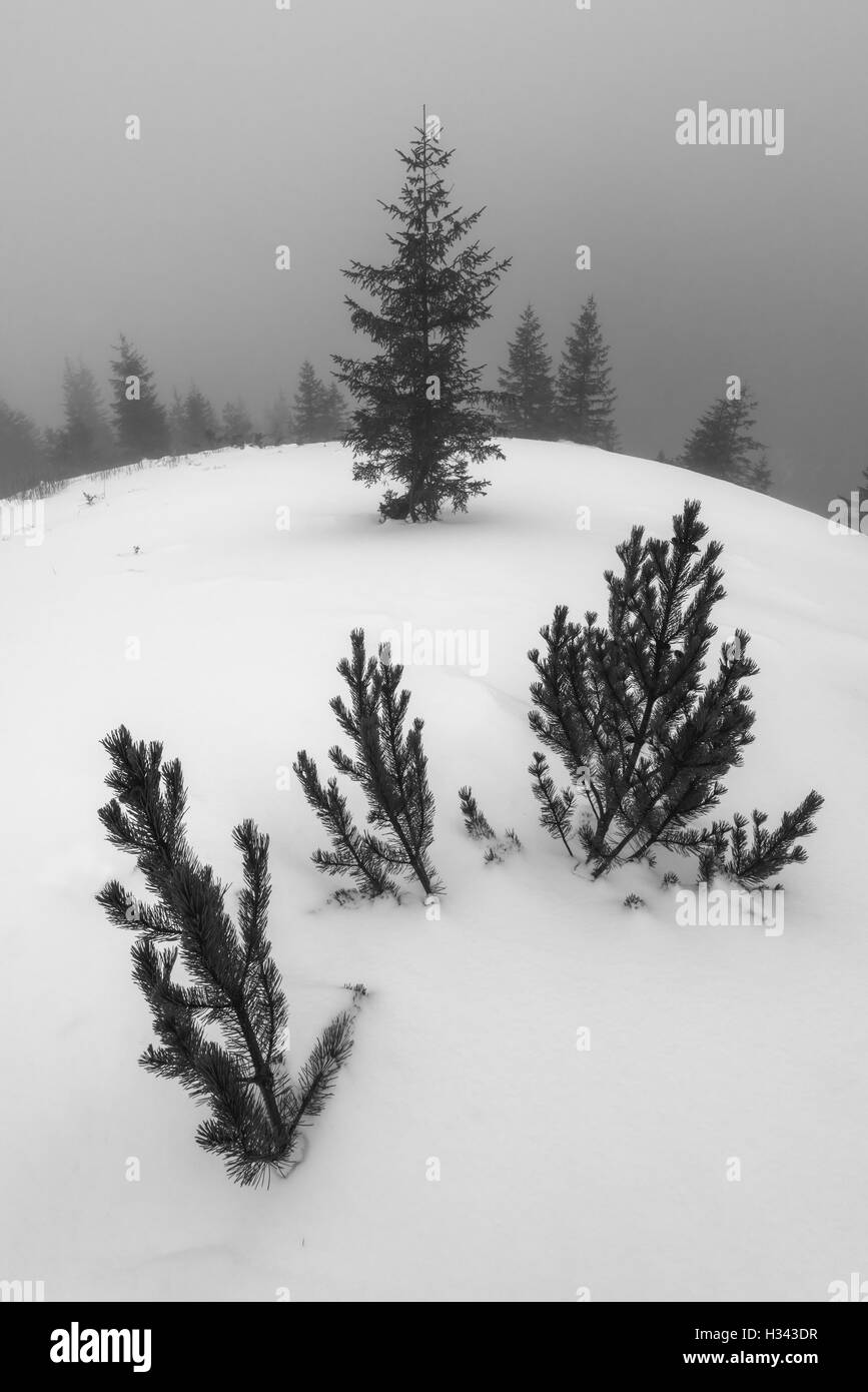 Nebelige Landschaft mit Zweig im Schnee Stockfoto