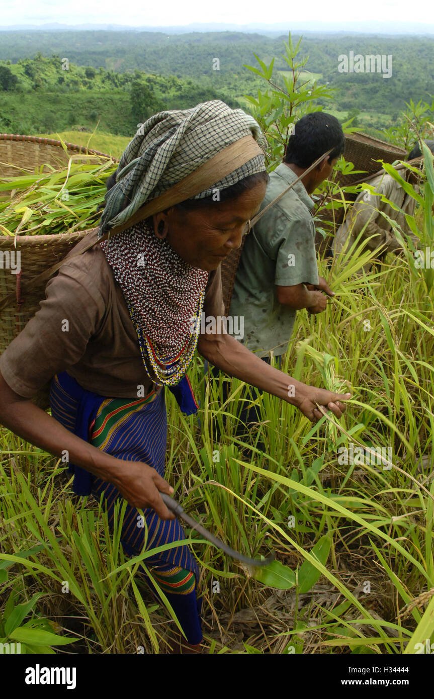 Bangladeshi indigene Bauern sind damit beschäftigt, Ernte Jhum Reis aus den Hügeln am Bandorban in Chittagong, Bangladesch. Stockfoto