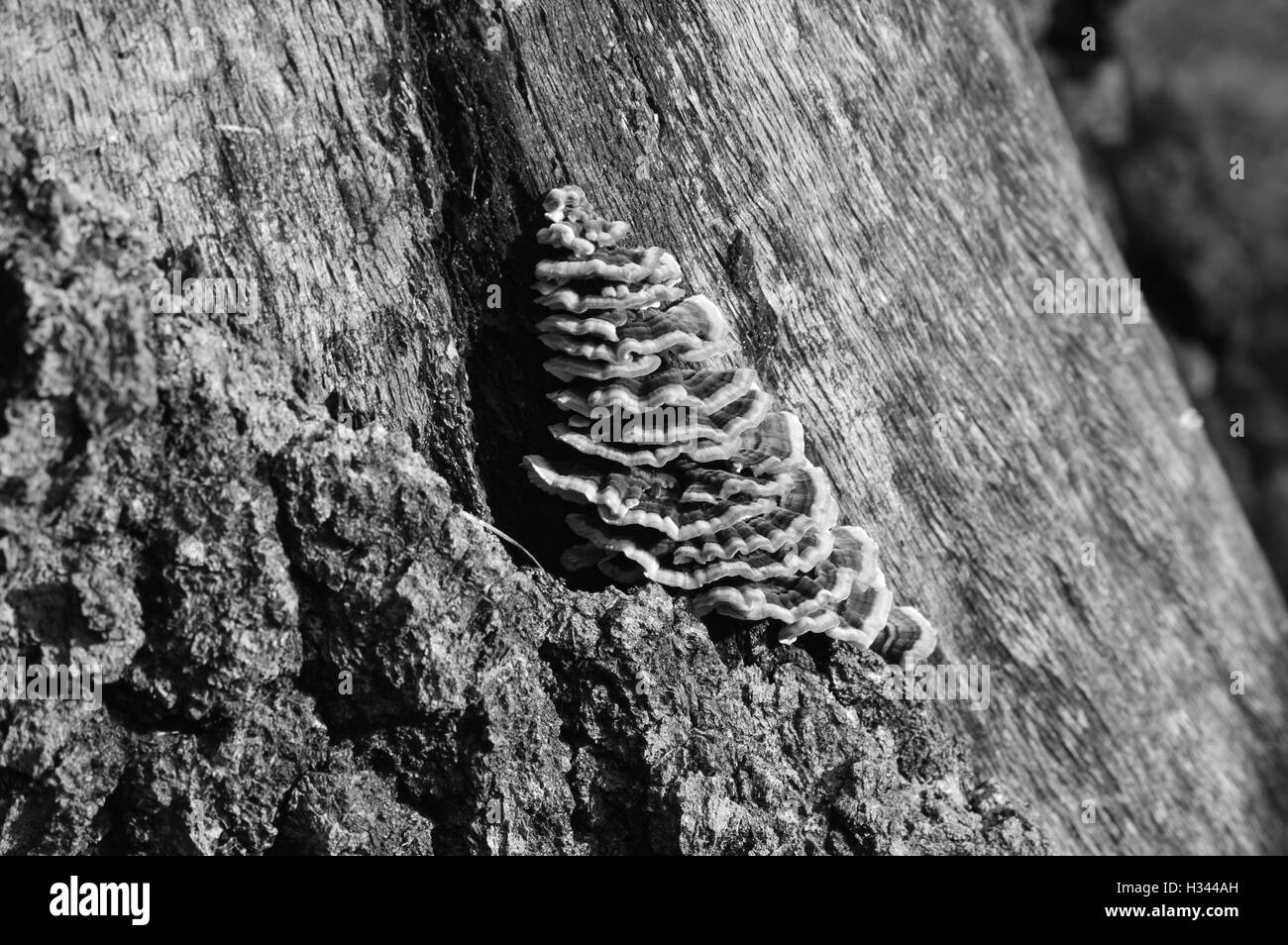 Pilz auf Baumrinde Stockfoto