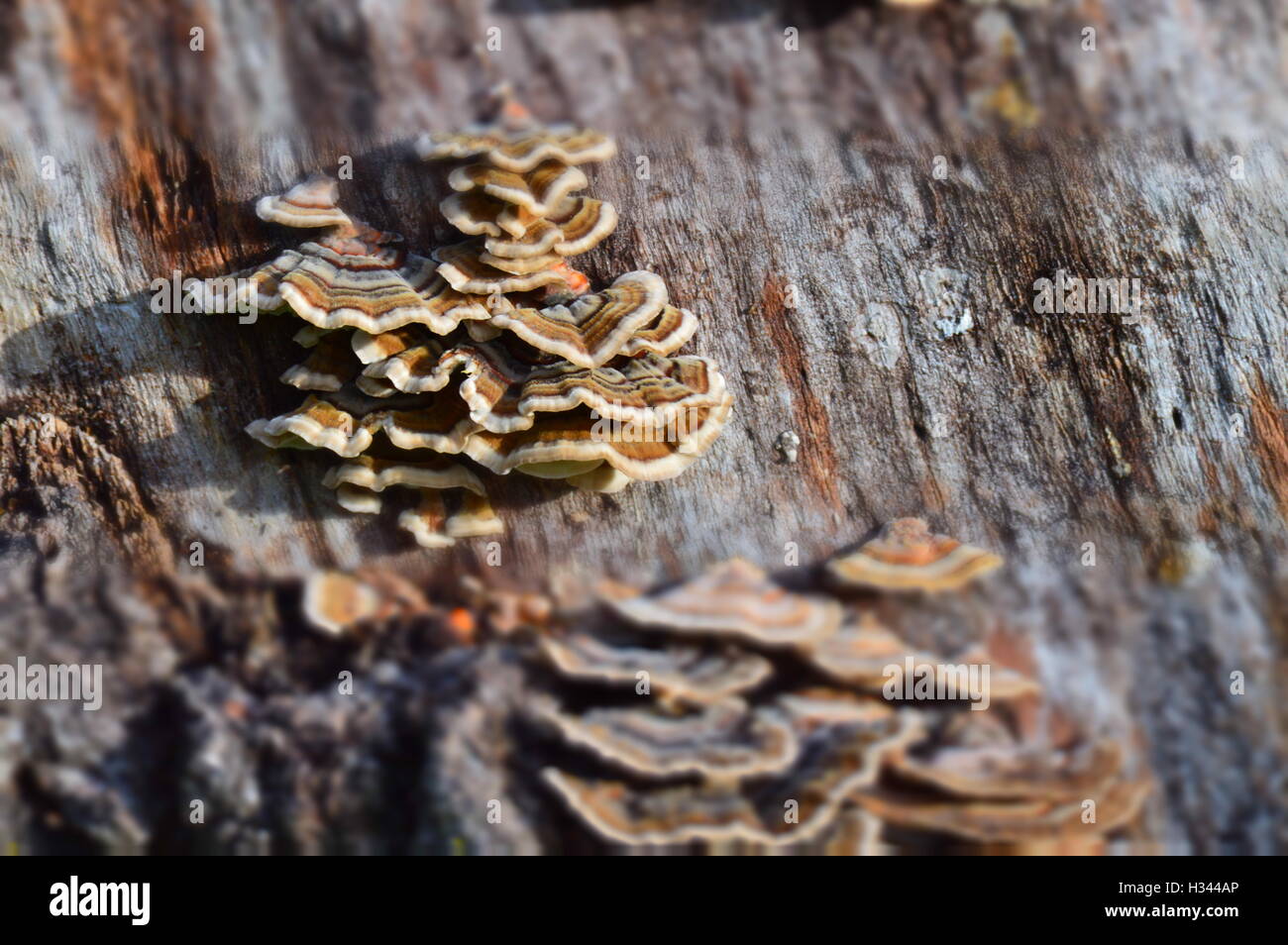 Pilz auf Baumrinde Stockfoto