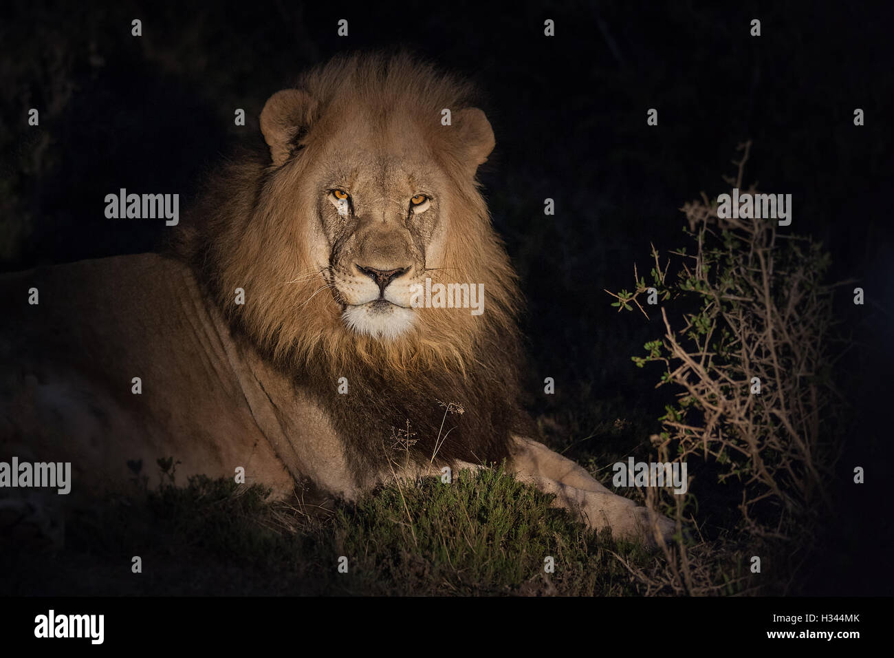 Große männlichen Löwen ruht auf dem Rasen, beleuchtet mit einem Scheinwerfer, vor einem schwarzen Hintergrund des Nachthimmels. Stockfoto