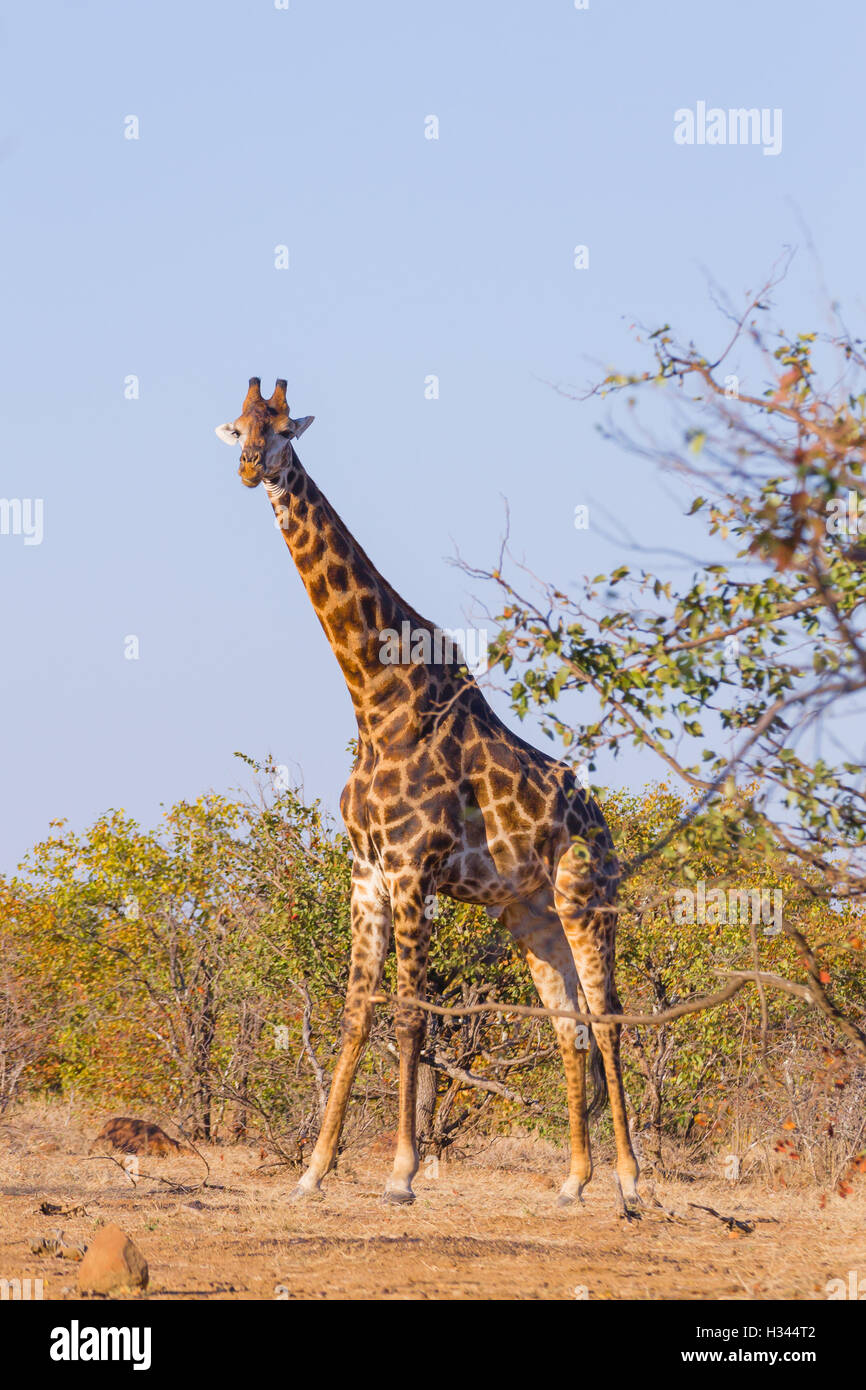 Giraffe in der Nähe von Kruger National Park, Südafrika. Safari und Tierwelt. Kap-Giraffe oder South African giraffe Stockfoto