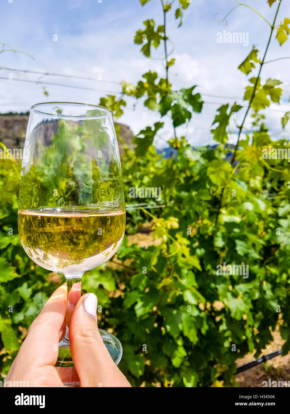 Bauernhof Tour beinhaltet einen kurzen Stop für Wein Covert Bauernhöfe in der südlichen Okanagan Valley von BC, Kanada. Stockfoto