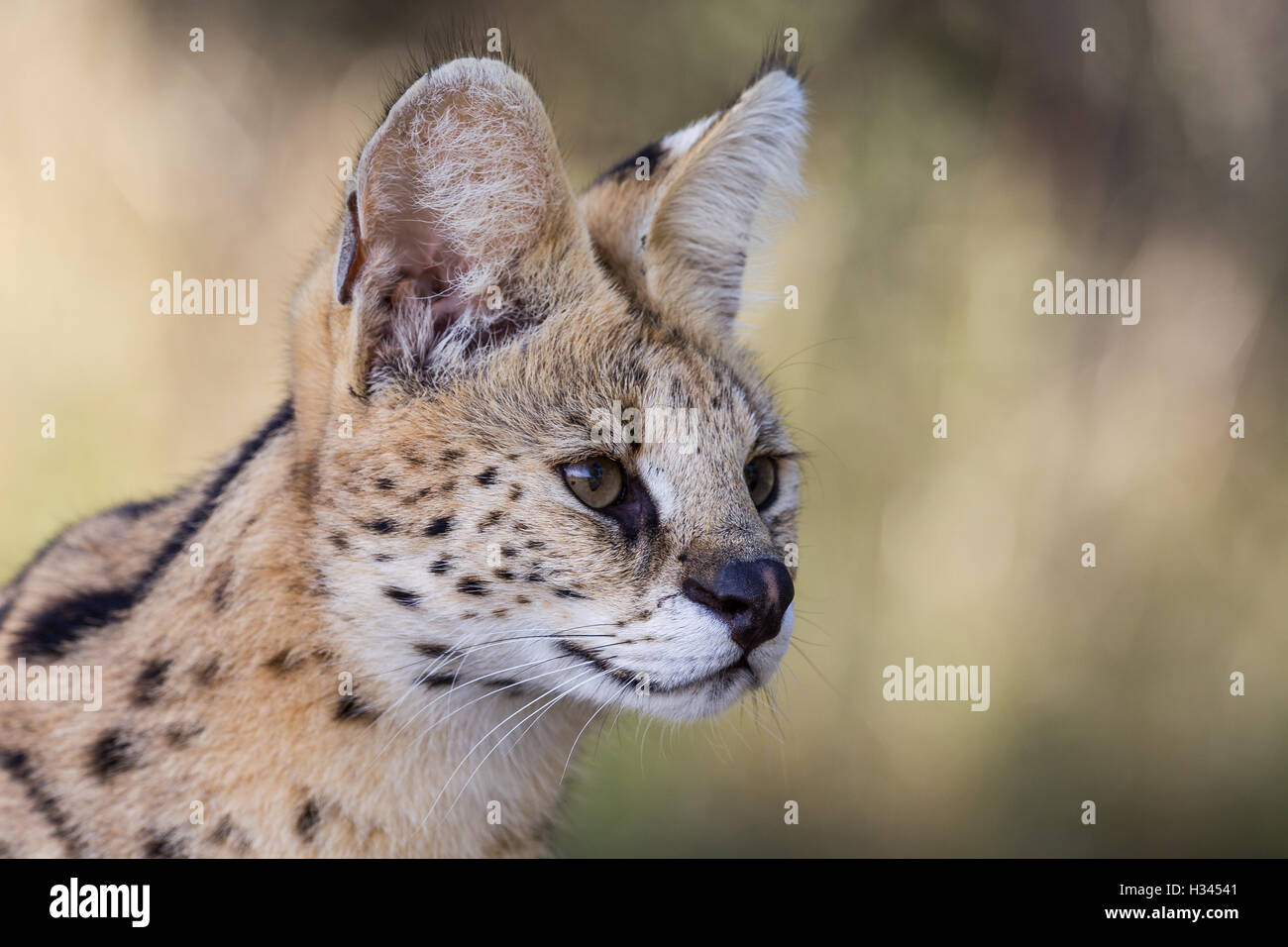 Dies ist eine Nahaufnahme Portrait der Kopf einer serval, eine gemeinsame wilde Katze im südlichen Afrika. (In Wildlife Sanctuary fotografiert) Stockfoto
