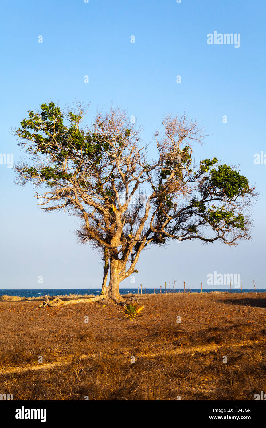 Großer Baum auf Küstengrasland im Hintergrund des Strandes von Londa Lima an einem hellen Tag während der Trockenzeit in Kanatang, East Sumba, Indonesien. Stockfoto