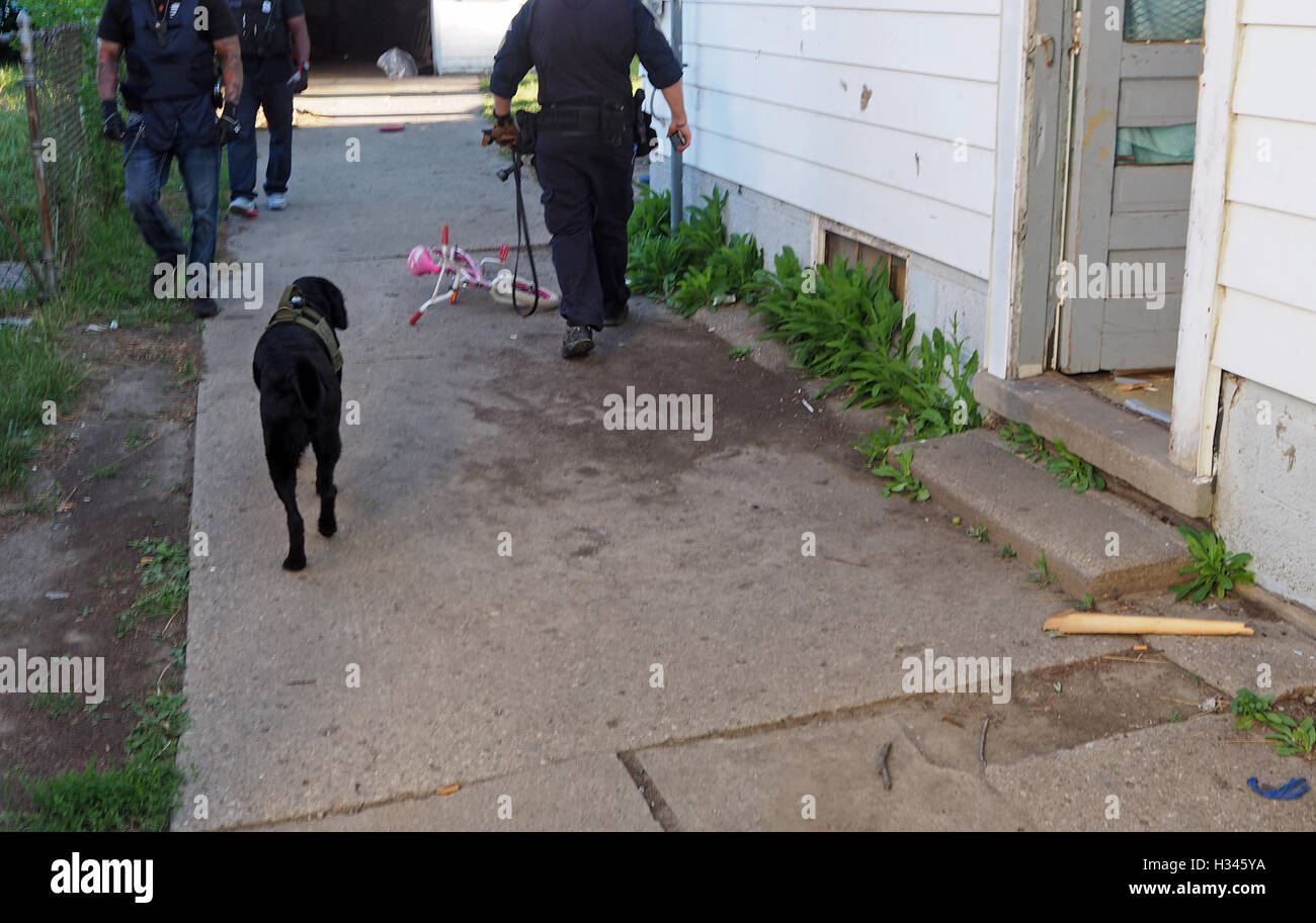 Polizei K9 Suchhund, Detroit, Michigan, USA Stockfoto