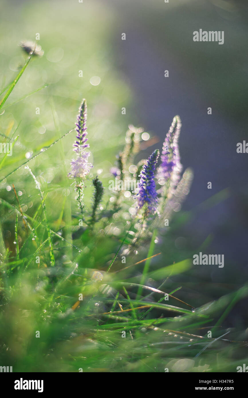 Blaue Sommerblumen, geringe Schärfentiefe Stockfoto