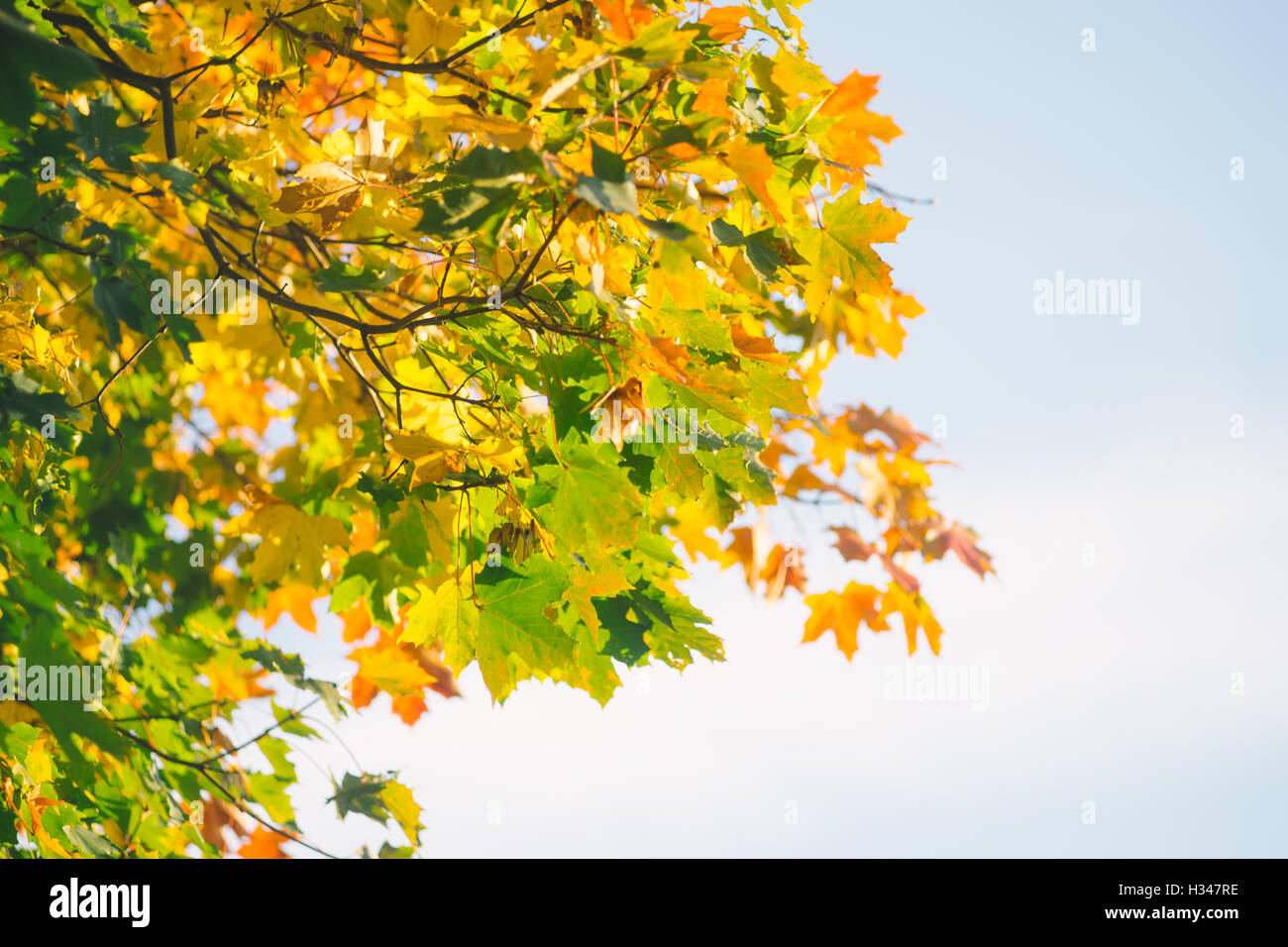 Herbstliche Ahorn Ast gegen Himmel im Hintergrund. Geringe Schärfentiefe Stockfoto