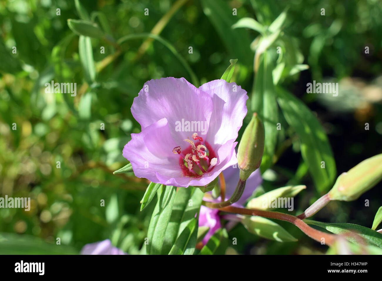 Clarkia Amoena, auch bekannt als Abschied vom Frühjahr oder Godetia Stockfoto