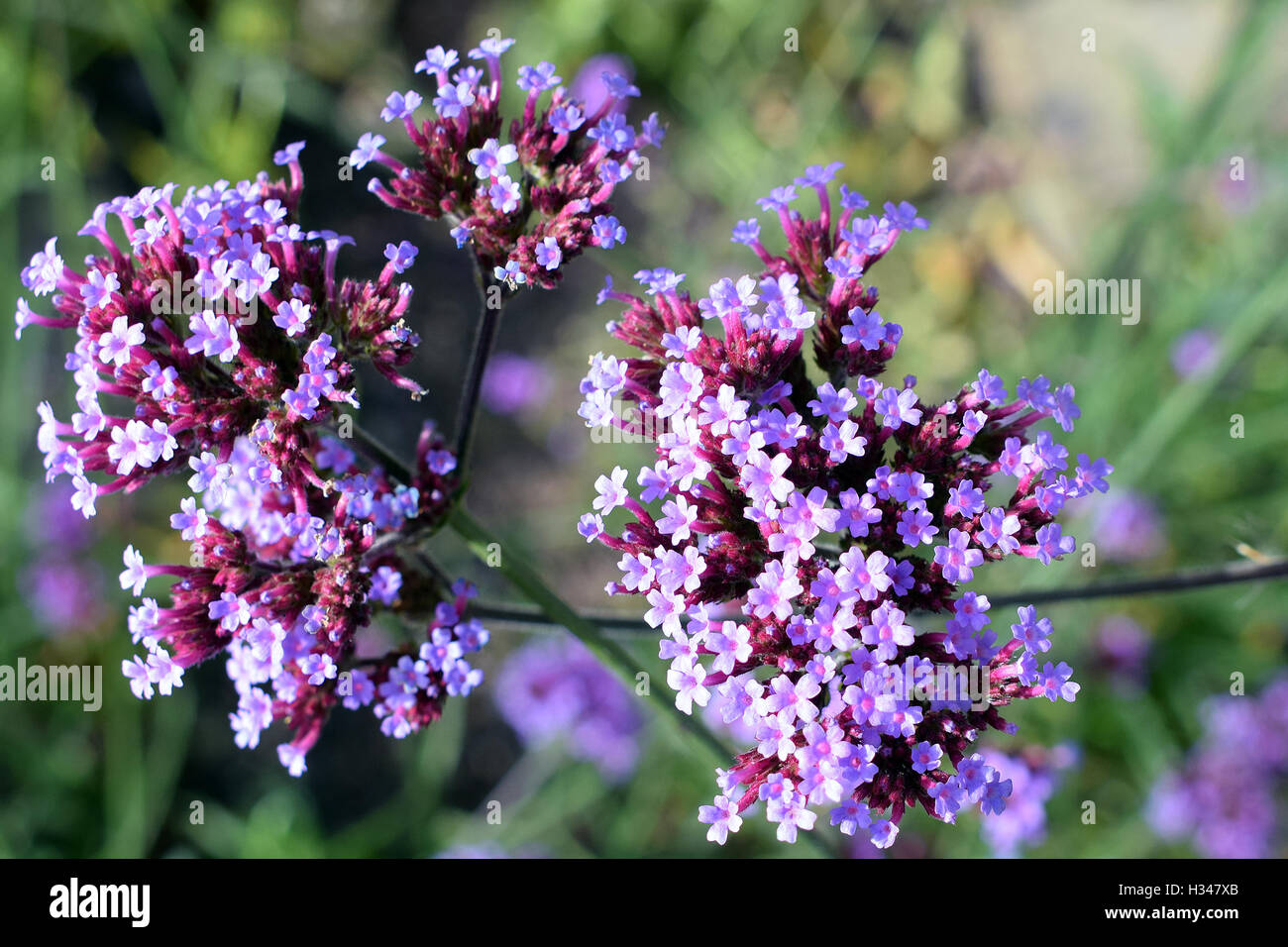 Verbena Bonariensis, auch bekannt als Purpletop Eisenkraut, Clustertop Eisenkraut, argentinische Eisenkraut, hohes Eisenkraut oder hübsche Eisenkraut Stockfoto Verbena Bonariensis, auch bekannt als Purpletop Eisenkraut, Clustertop Eisenkraut, argentinische Eisenkraut, hohes Eisenkraut oder hübsche Eisenkraut Stockfoto