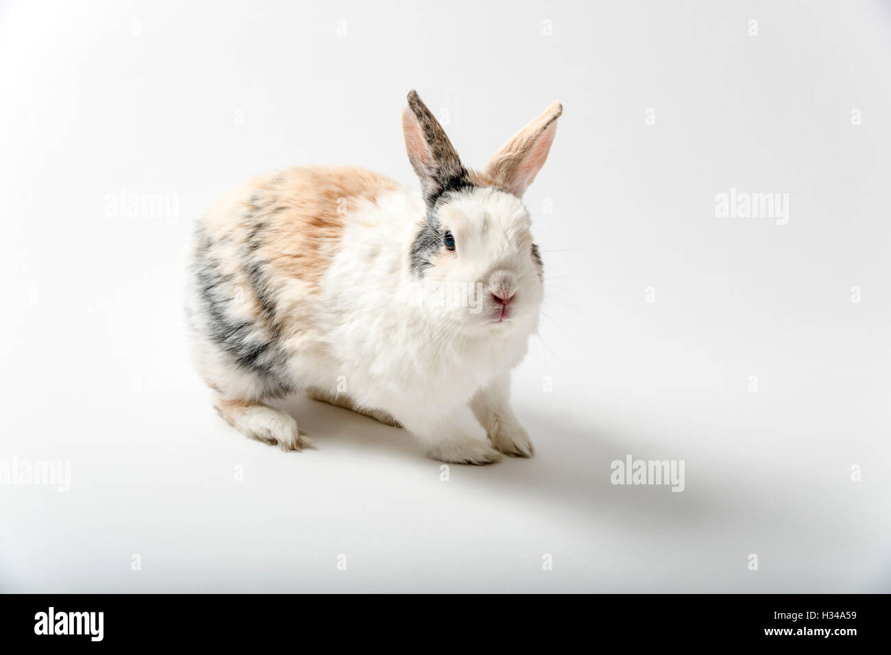 Kaninchen auf weiß Stockfoto