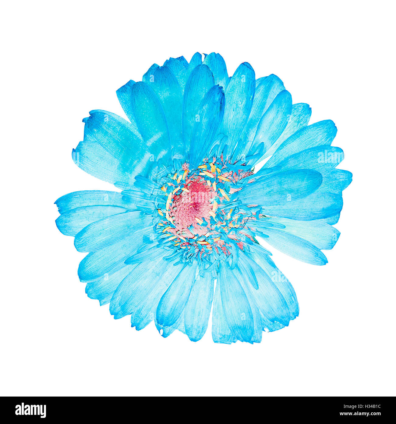 Gepresste Blüte blaue Gerbera isoliert Stockfoto