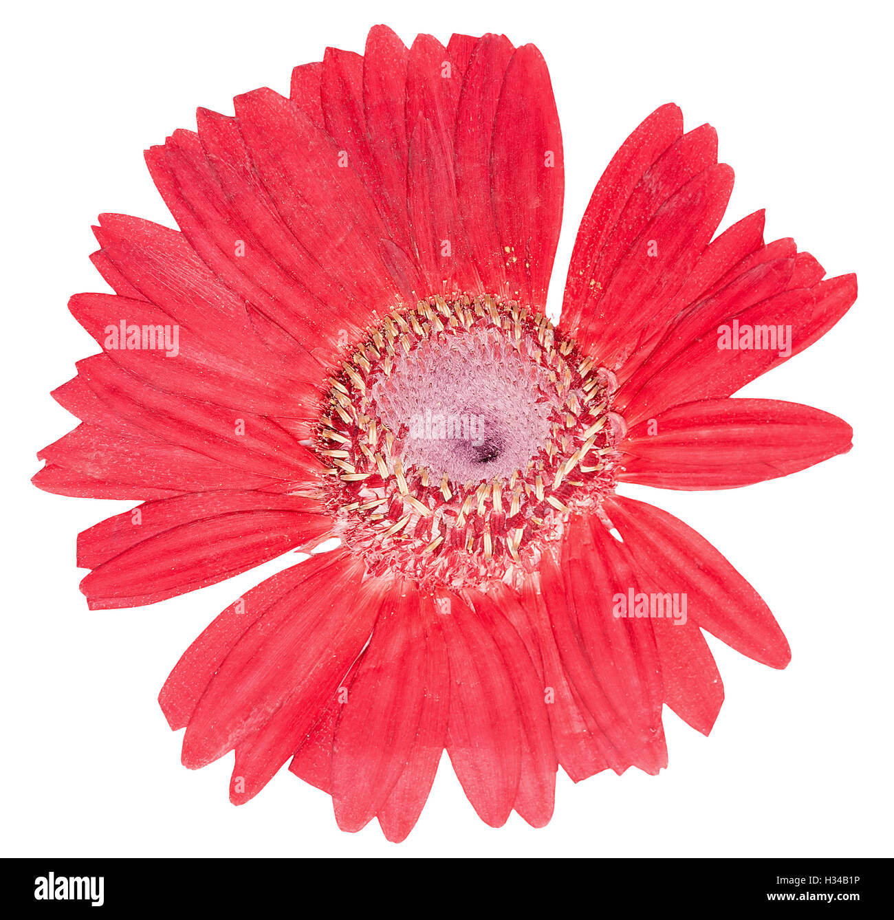 Gepresste Blüte rote Gerbera isoliert Stockfoto