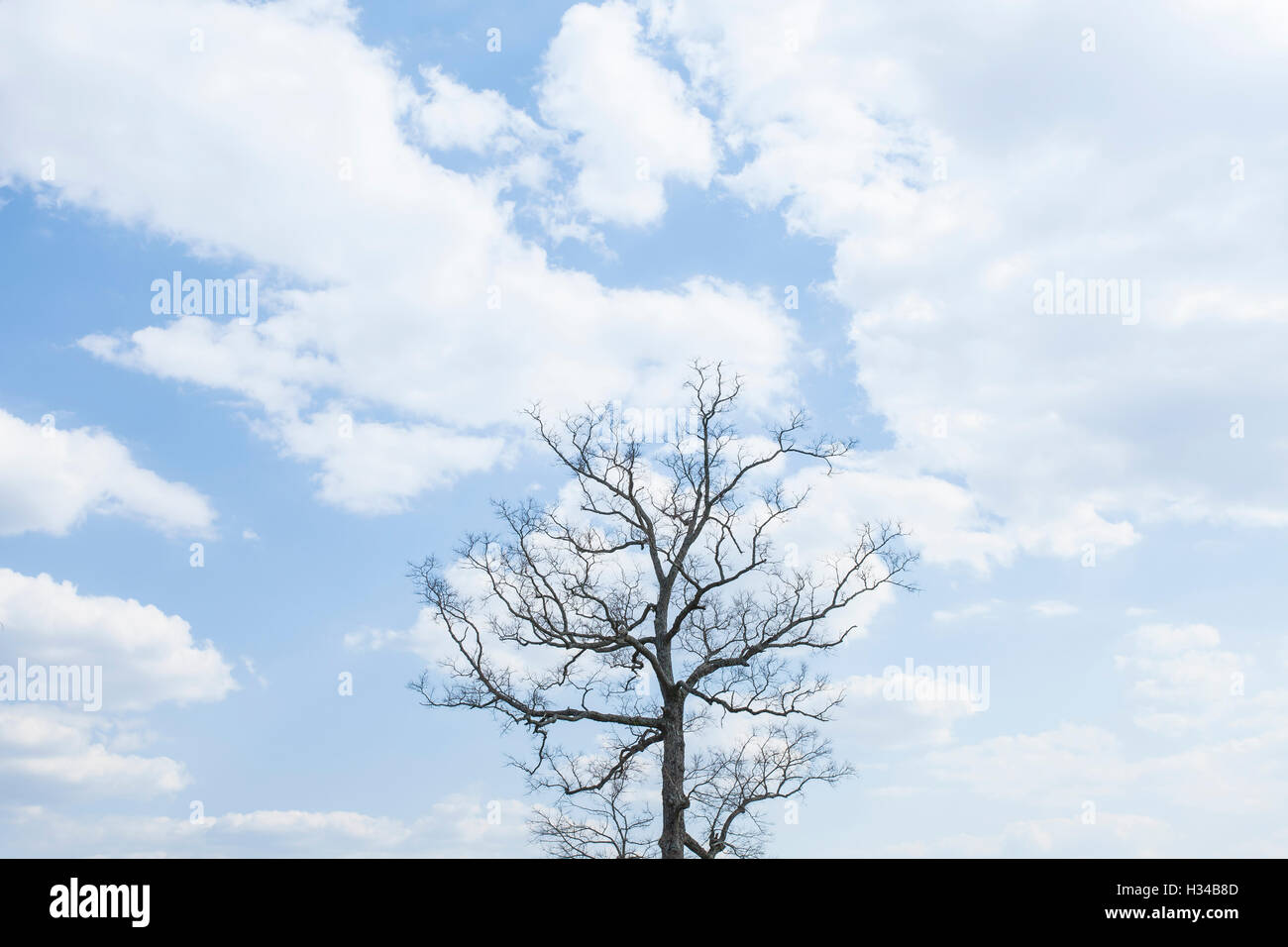 Einzelner Baum auf einem Hügel mit blauem Himmelshintergrund Stockfoto