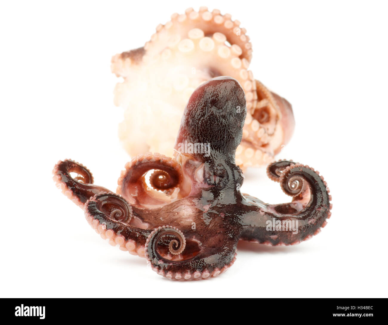 Geräucherte Kraken Stockfoto