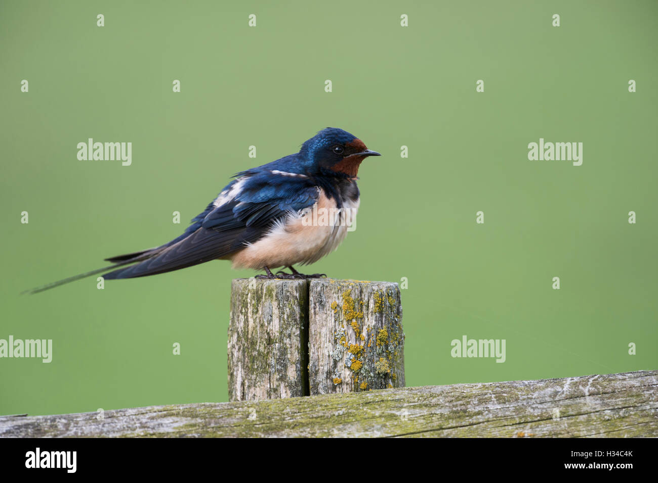 Scheune Schwalbe / Rauchschwalbe ( Hirundo rustica ) auf einem hölzernen Zaunpfahl vor einem schönen sauberen grünen Hintergrund, Tierwelt, Europa. Stockfoto