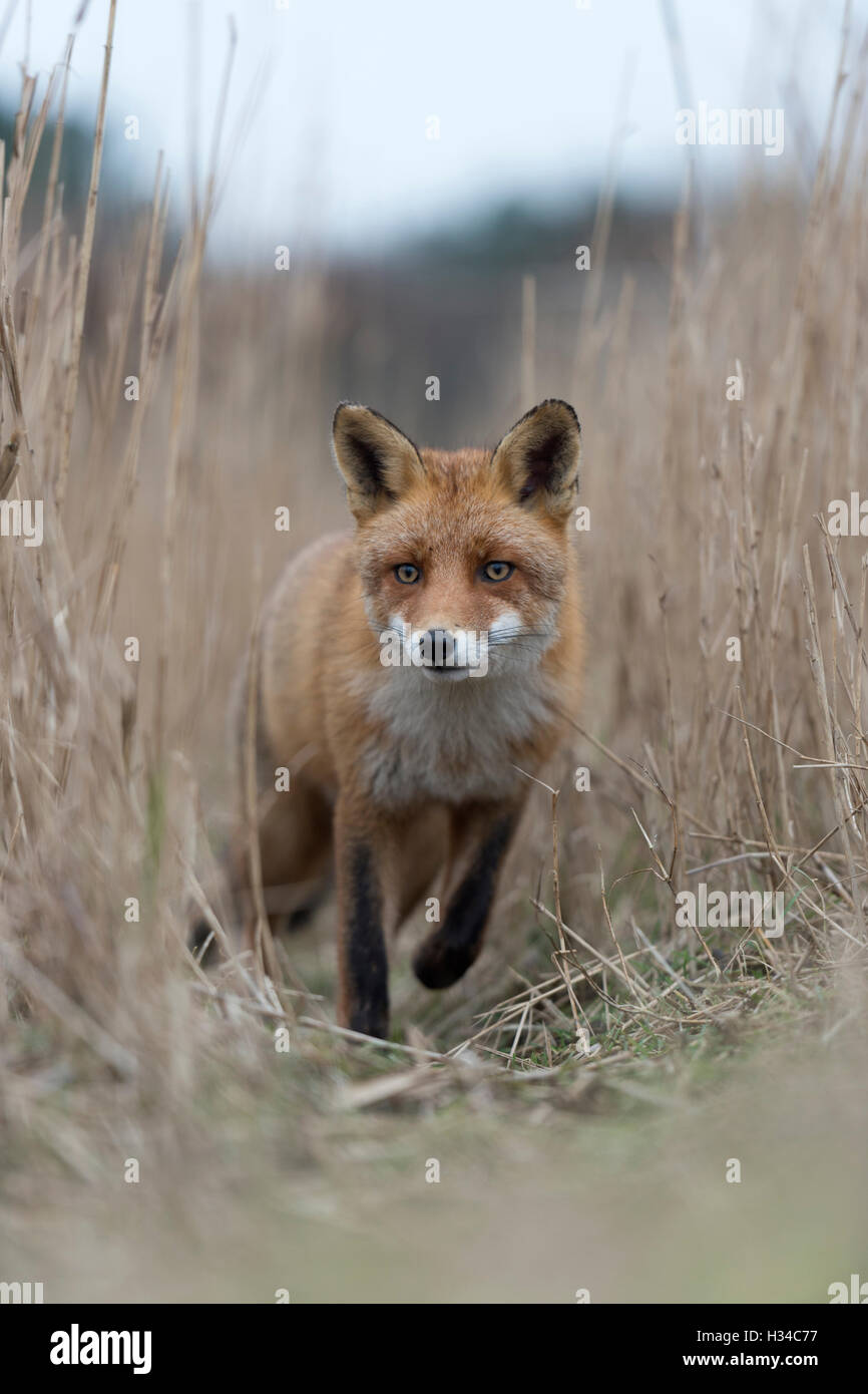 Rotfuchs / Rotfuchs ( Vulpes vulpes ) nähern sich auf einem Fuchsweg durch hohes, trockenes Schilfgras, tiefer Blickwinkel, Frontalansicht, Tierwelt, Europa. Stockfoto