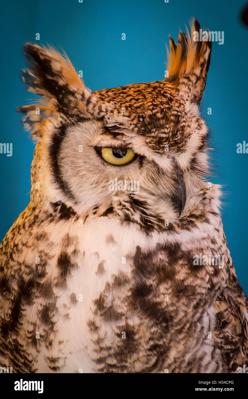 Vogelgrippe, Uhu in einer Probe der Birds Of Prey, Mittelaltermarkt Stockfoto