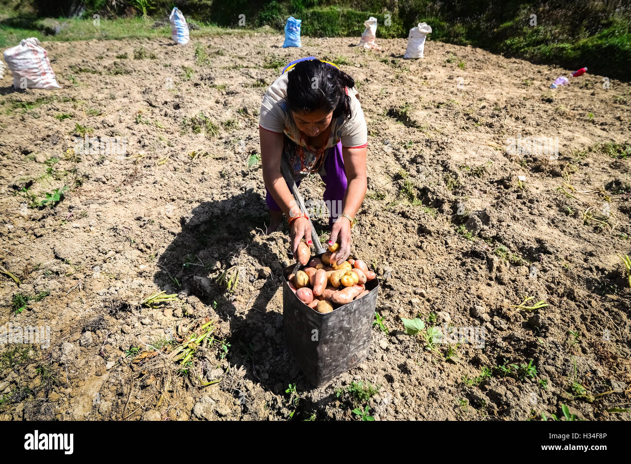 Eine Bäuerin, die Kartoffeln in einem ländlichen Gebiet am Stadtrand von Bhaktapur, Nepal, erntet. Stockfoto
