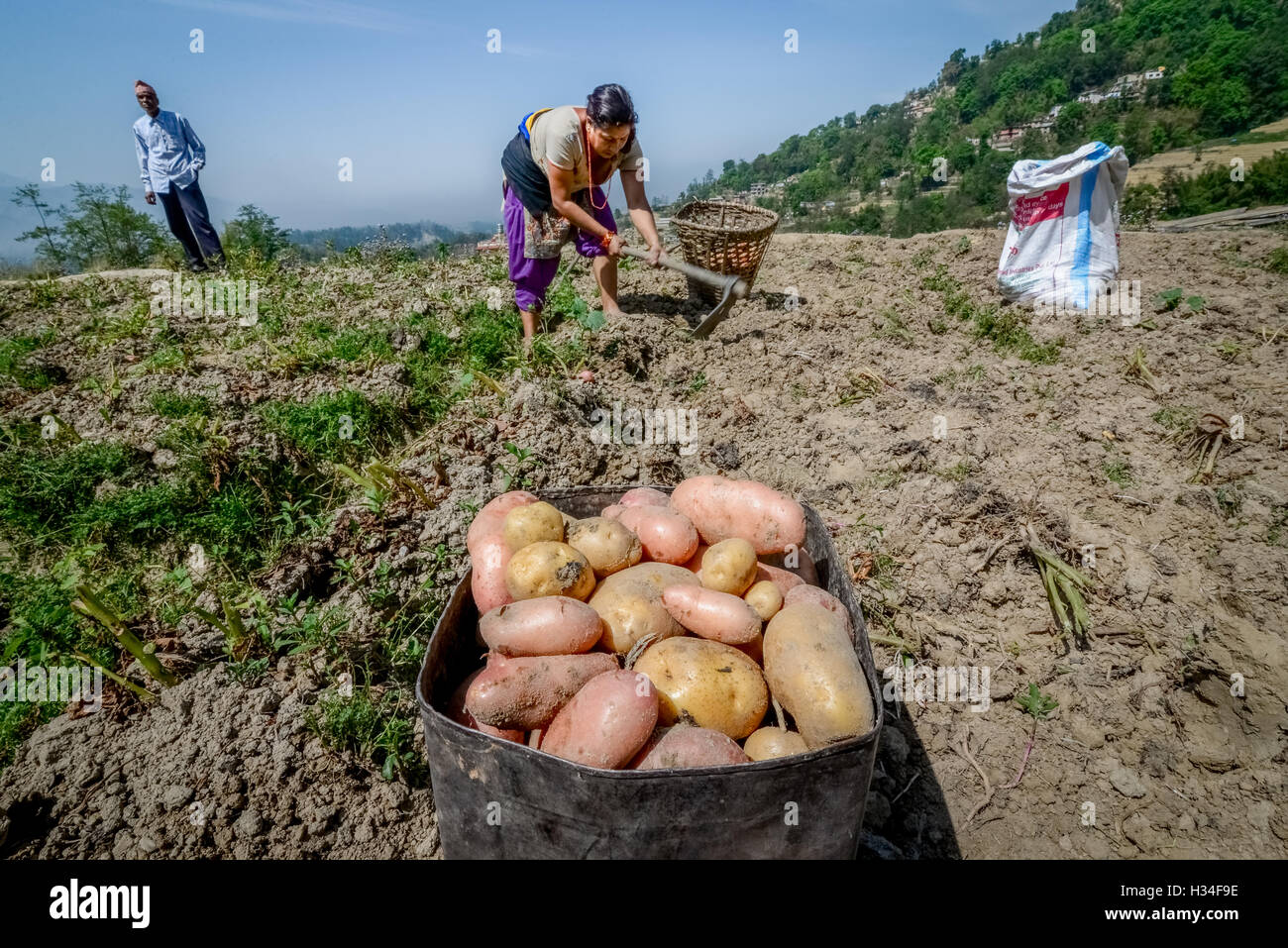 Kartoffelbauern in einer ländlichen Gegend am Stadtrand von Bhaktapur, Nepal. Stockfoto