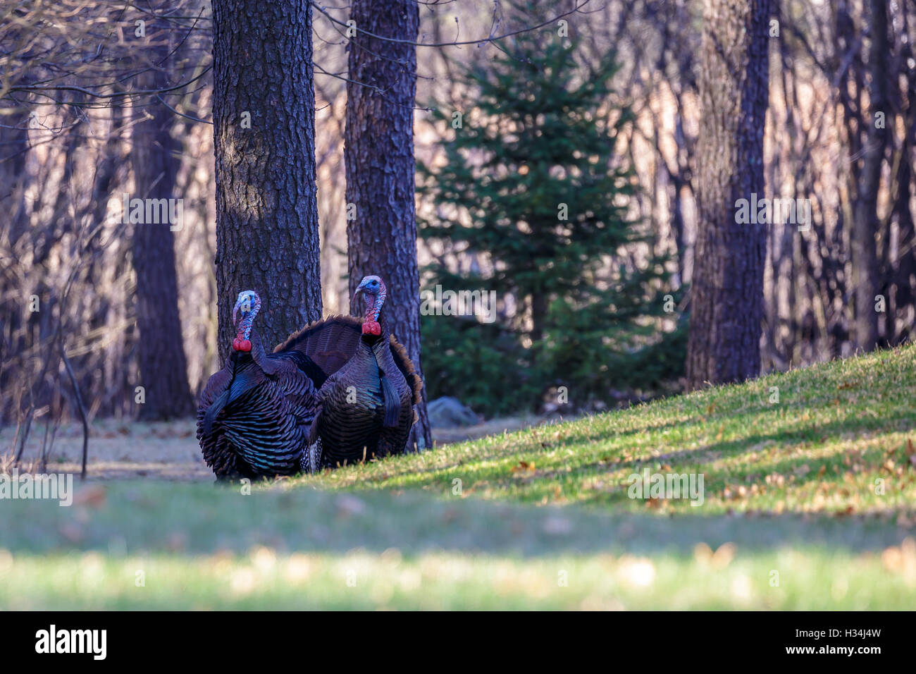 Zwei männliche Puten während der Paarungszeit in Wisconsin. Stockfoto