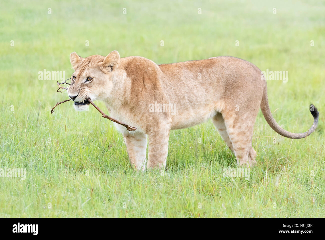 Junger Löwe (Panthera Leo) mit einem Stock spielen, reserve Masai Mara national, Kenia Stockfoto