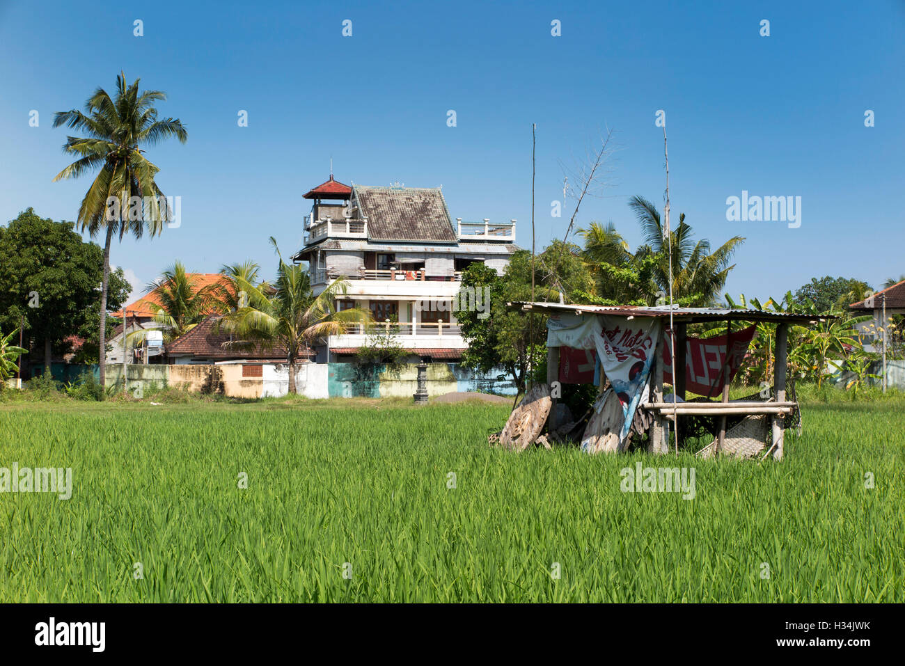 Indonesien, Bali, Lovina, Unterschlupf in der Mitte des Reifens Reisfeld Stockfoto