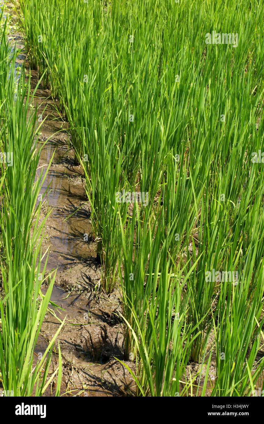 Indonesien, Bali, Lovina, Anturan, Reis wächst in gut bewässertes Reisfeld Stockfoto