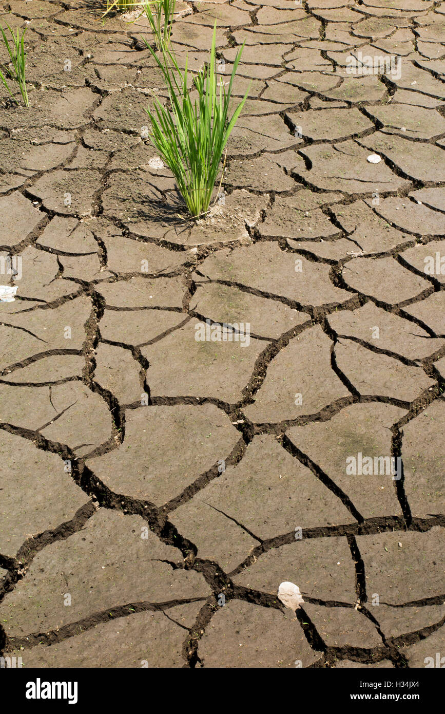 Indonesien, Bali, Lovina, Anturan, Reis kämpfen, um zu wachsen in rissige ausgedörrte landwirtschaftliche Nutzflächen, die Bewässerung benötigen Stockfoto