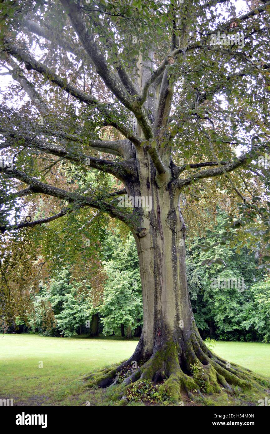 Alte Eiche mit riesigen Wurzeln in einem grünen Park. Stockfoto