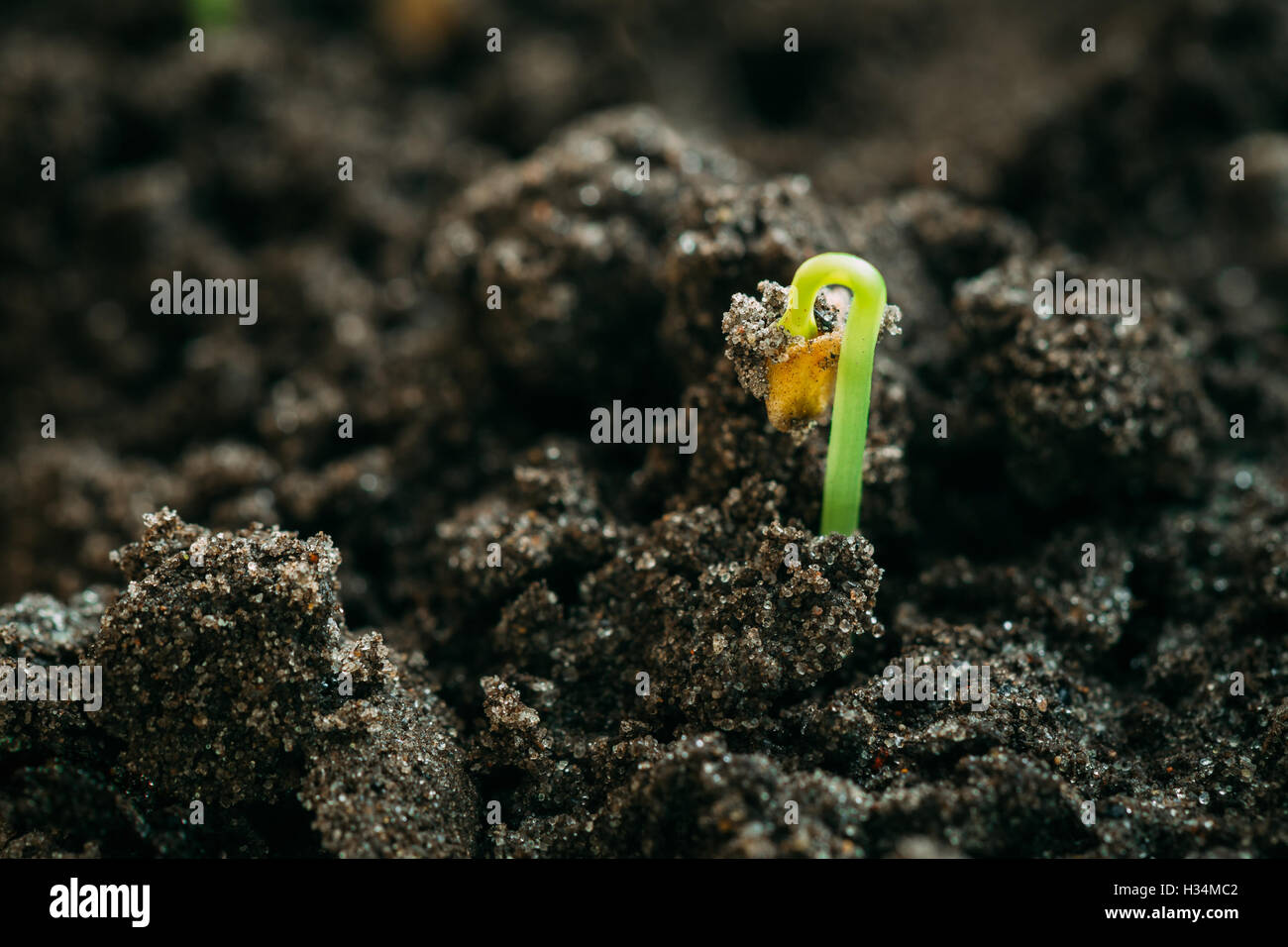 Wachsende grün sprießen aus dem Boden. Frühling-Konzept des neuen Lebens. Landwirtschaftlichen Saison Stockfoto